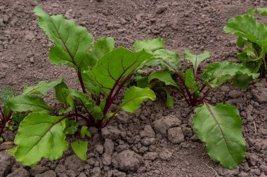 Bir parça pancar kökü. Taze yeşil pancar kökü yaprağı ya da pancar kökü tohumu. Yeşil pancar sırası organik çiftlikte büyür. Bahçe yatağında büyüyen pancar kökü yaprakları. Pancar yaprağı tarlası.