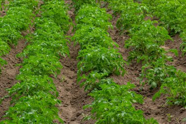 Potato field with green shoots of potatoes. clipart