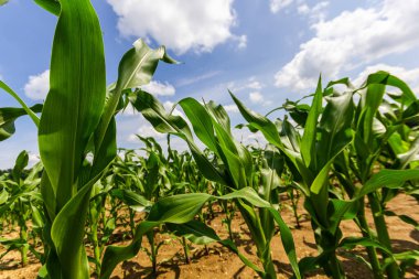 Güneşli bir günde tarlada yetişen genç mısır bitkileri. Seçici odak.