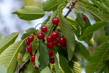 Bahçedeki ağaçta olgun kırmızı kiraz dalları.