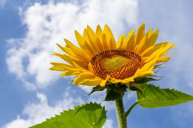 Mavi gökyüzü arkaplanlı ayçiçeği.