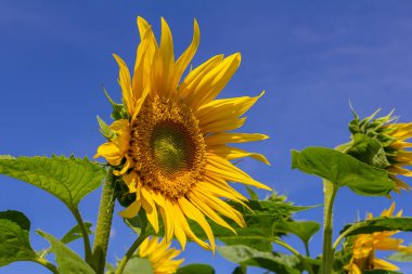 Mavi gökyüzü arkaplanlı ayçiçeği.