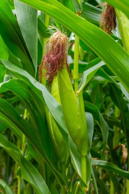 Mısır tarlasını kapatın. Seçici odaklanma. Yaz Tarım Mevsiminde Yeşil Mısır Tarlası Çiftliği. Bir tarladaki mısır tarlasına yakın..