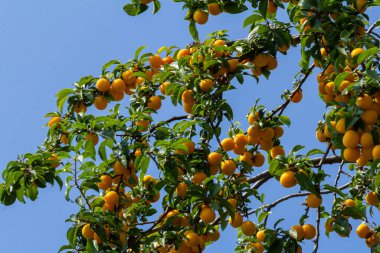 Bahçedeki yeşil dalların üzerinde olgun erikler. Yumuşak güneş ışığının altındaki ağaç dalında yaprakları olan sulu, yuvarlak kırmızı erik meyveleri. Bahçedeki yeşil dallarda olgun erikler.