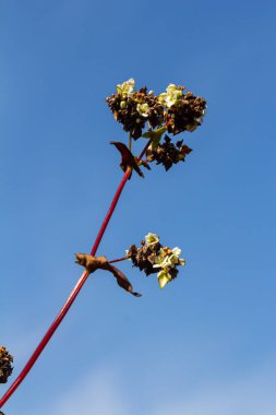 Ripe buckwheat plants on the field. Selective focus. Shallow depth of field.