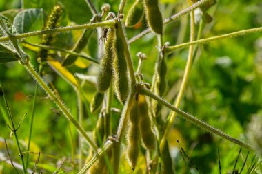 Soya fasulyesi tarlada yetişir. Seçici odaklanma. Doğa.