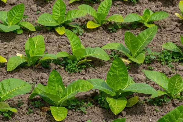 Agricultural tobacco field. Fresh natural young tobacco plants in tobacco field after rain, Germany. Green jung tobacco seedling, close up.