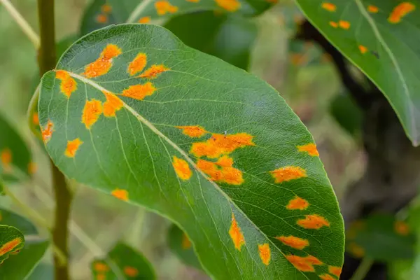 Pear leaves with pear rust infestation.