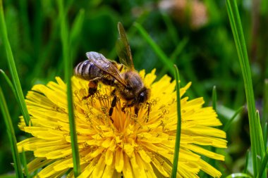Bir arı bir çiçeğin yanında polen toplar. Bulanık bir arka planda bir arı çiçeğin üzerinden uçar.