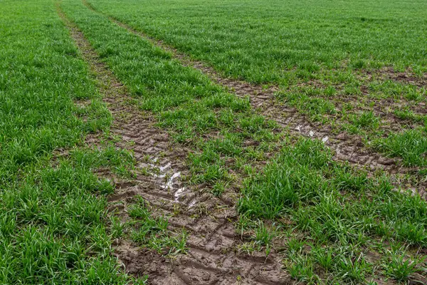 stock image Traces of a tractor in the mud in a wet meadow.