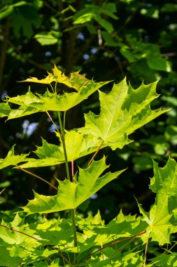 Yeşil akçaağaç yapraklarından soyut bahar mevsimlik arka plan. Eko doğal kavram.