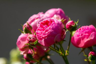 Ranunculus pembe çiçekleri yakın plan arkaplan.