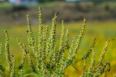 Ambrosia trifida, Asteraceae familyasından bir bitki türü..