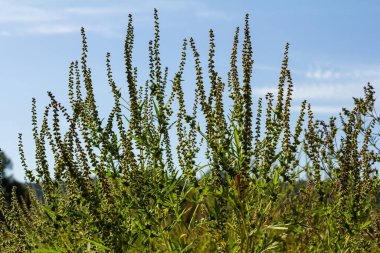 Ambrosia trifida, Asteraceae familyasından bir bitki türü..