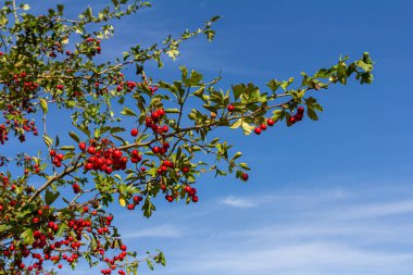 Kırmızı böğürtlenlerle süslenmiş yeşil diken dalları.