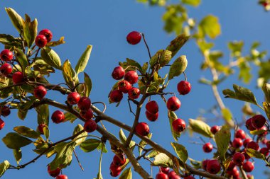 Hawthorn kırmızı böğürtlenleri çalılıklarda yetişir.