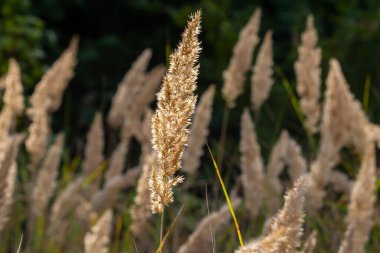 Çayırdaki küçük kamışlı Calamagrostis epigejos 'un enfeksiyonu..