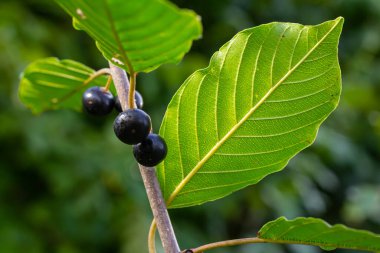 Tedavi edici çalıların yaprakları ve meyveleri Frangula alnus, Rhamnus frangula zehirli siyah ve kırmızı meyvelerle yakın plan.
