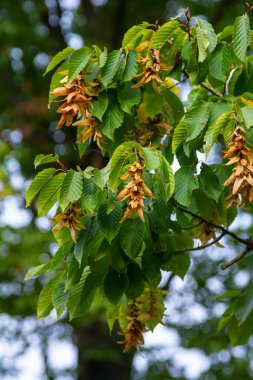 Boynuz demeti Carpinus Betulus 'un dalları sonbaharda sarkan infloresans ve yapraklar, seçilmiş odak, alanın dar derinliği, bulanık arkaplanda kopyalama alanı.