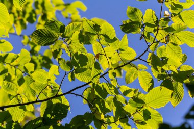 güzel, ahenkli orman detay, Gürgen yaprak ile.