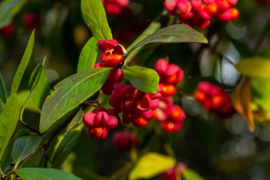 Euonymus europaeus Avrupa ortak Milli kapsülü olgunlaşan sonbahar meyveleri, turuncu tohumlu kırmızı ya da pembe renkler, sonbahar renkli yapraklar.