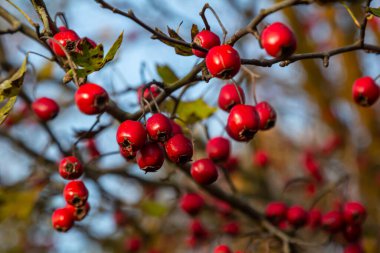 Kırmızı böğürtlenlerle süslenmiş yeşil diken dalları.