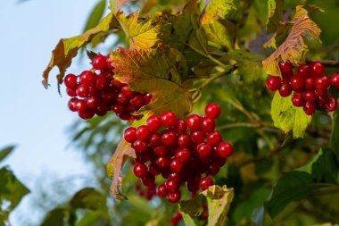 Viburnum viburnum opulus böğürtlen ve sonbaharda dışarı çıkar. Bir dal üzerinde kırmızı viburnum meyveleri. Bahçede kırmızı viburnum vulgaris dalı.