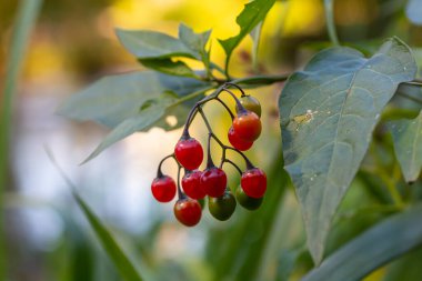 Ağustosta görülen acı-tatlı Solanum dulcamara olarak da bilinen odunsu itüzümü kırmızı meyveleri..