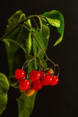 Ağustosta görülen acı-tatlı Solanum dulcamara olarak da bilinen odunsu itüzümü kırmızı meyveleri..