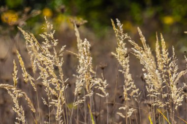 Çayırdaki küçük kamışlı Calamagrostis epigejos 'un enfeksiyonu..