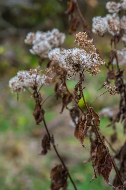 Kenevir tarımının kabarık beyaz tohumları, seçici odak - Eupatorium cannabinum.