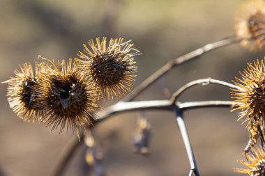Arctium lappa, küçük burdock kuru tohum kafalar. Arctium eksi, çayırda kurumuş çiçeklerle dolu bir sonbahar. Genellikle daha büyük burdock, yenilebilir burdock, lappa, dilenci düğmeleri olarak bilinir..