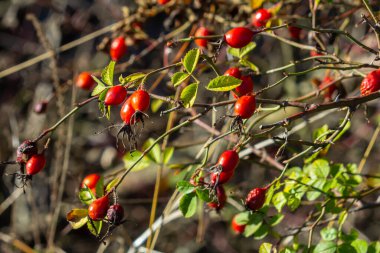 Dallarda kırmızı gül üzümü. Gülüzümlü romantik sonbahar hayatı. Kırışık güllük gülistanlık böğürtlenleri sonbaharda bir çalılıkta. Hawthorn meyveleri ağaçlarda ve çalılıklarda yetişen küçük meyvelerdir.