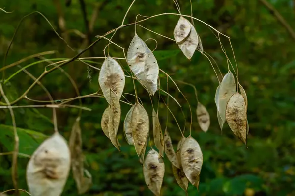 stock image Dry silicles of Lunaria covered with rime in autumn morning against blurred garden. Closeup. Selective focus.