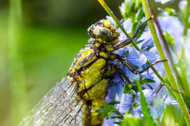 Dragonfly Gomphus vulgatissimus yeşil arka plan makro görüntüsünün önünde çiğ tanesiyle. Kanatlarda. Güneşli bir yaz sabahının mavi çiçekleri.