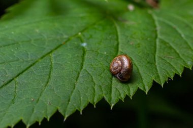 Oxychilus alliarius, yaygın olarak sarımsaklı salyangoz ya da sarımsaklı cam salyangoz olarak bilinir..