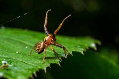 Xysticus örümceği yeşil yaprağın üzerinde. Doğal çevre, güneşli yaz günü..