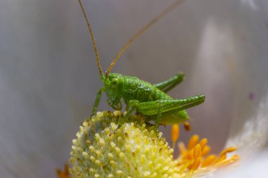 Yeşil çekirge Tettigonia bir çiçek, vahşi yaşam, makro.