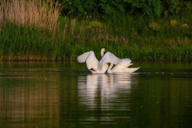 Küçük bir nehrin suyundaki dilsiz kuğu Cygnus renginde. Güzel beyaz bir kuş.