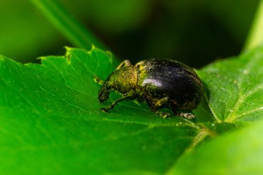 Macro of a Snout Beetle resting on a leaf. clipart