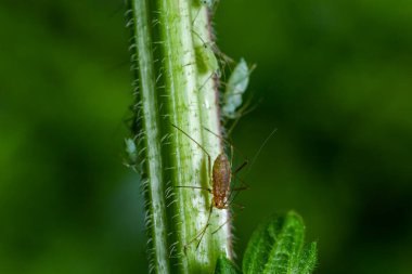 Macrosiphum rosae, yaprak biti, Aphididae, Hemiptera familyasından bir yaprak biti..