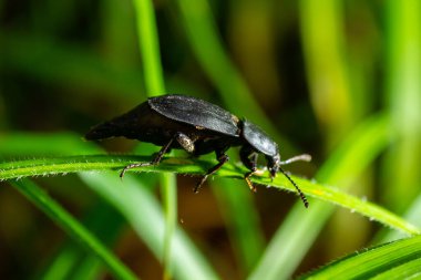 Çilek yapraklarının üzerindeki böcek Silpha Obscura.