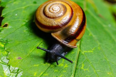 Oxychilus alliarius, yaygın olarak sarımsaklı salyangoz ya da sarımsaklı cam salyangoz olarak bilinir..