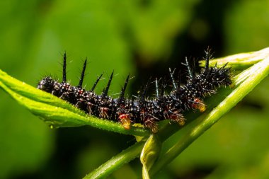 caterpillars of a European peacock butterfly on green leaves they feed on. clipart