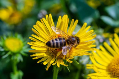Uçan bir bal arısı bir çiçekte polen toplar..
