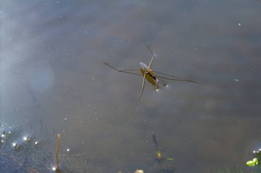 Gerris lacustris 'in ya da sıradan bir göl patencisinin yakın plan fotoğrafı..