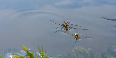 Gerris lacustris 'in ya da sıradan bir göl patencisinin yakın plan fotoğrafı..