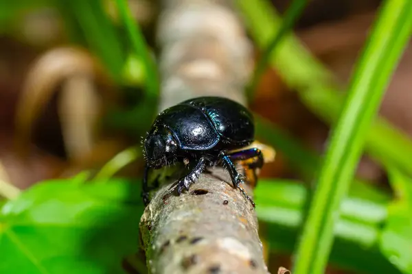 stock image Earth boring dung beetles, Anoplotrupes stercorosus.