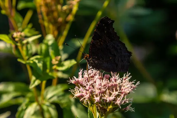 stock image Butterfly aglais io with large spots on the wings sits on a cornflower meadow.