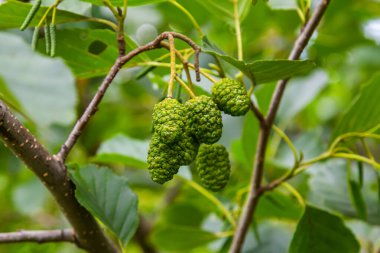 Benekli kızılağaçlar tohumlarını koni benzeri yapılara yayarlar..